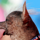Illustration for article titled 10 Years Of The Worlds Ugliest Dogs